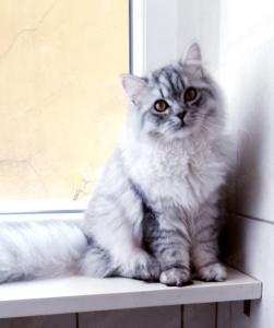 Kater leo 9 Monate perser bkh katze