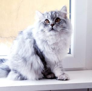 Kater leo 9 Monate perser bkh katze
