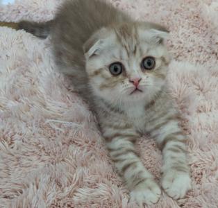 Kitten Kater