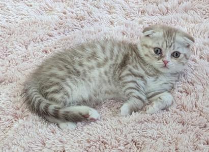 Kitten Kater