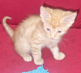 Maine Coon Mix Kätzchen suchen einen neuen Dosenöffner
