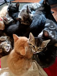 Maine Coon Mix Kätzchen suchen einen neuen Dosenöffner