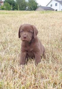 Neun zuckersüße reinrassige schokobraune Labrador-Welpen suchen ein liebevolles neues Zuhause!