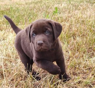 Neun zuckersüße reinrassige schokobraune Labrador-Welpen suchen ein liebevolles neues Zuhause!