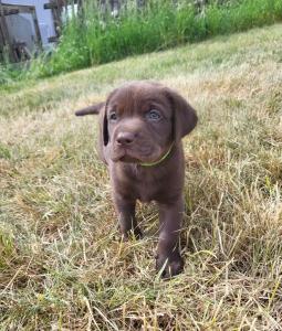 Neun zuckersüße reinrassige schokobraune Labrador-Welpen suchen ein liebevolles neues Zuhause!