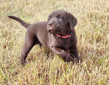 Neun zuckersüße reinrassige schokobraune Labrador-Welpen suchen ein liebevolles neues Zuhause!