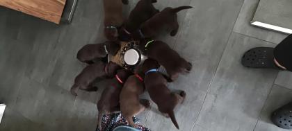 Neun zuckersüße reinrassige schokobraune Labrador-Welpen suchen ein liebevolles neues Zuhause!