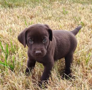 Neun zuckersüße reinrassige schokobraune Labrador-Welpen suchen ein liebevolles neues Zuhause!