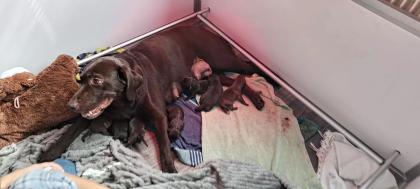 Neun zuckersüße reinrassige schokobraune Labrador-Welpen suchen ein liebevolles neues Zuhause!