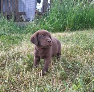 Neun zuckersüße reinrassige schokobraune Labrador-Welpen suchen ein liebevolles neues Zuhause!