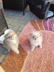 Pomchi Mix Welpen