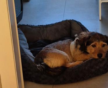 Santo sucht ein neues Zuhause