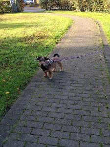 Santo sucht ein neues Zuhause