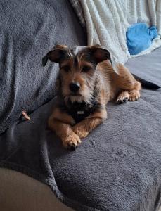 Santo sucht ein neues Zuhause