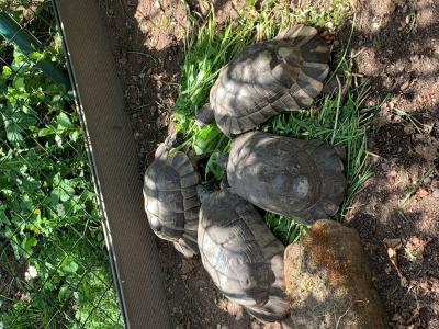Schildkrötengruppe Testude Marginata / Breitbandschildkröten
