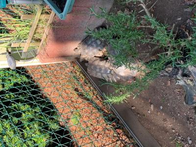 Schildkrötengruppe Testude Marginata / Breitbandschildkröten