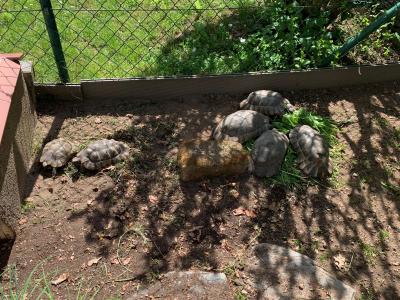 Schildkrötengruppe Testude Marginata / Breitbandschildkröten
