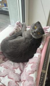 scottish fold abzugeben