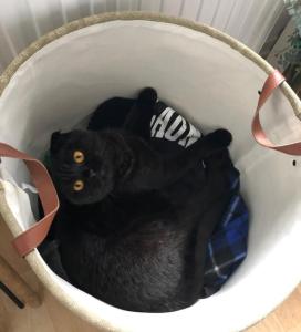 Scottish Fold Katze 3 Jahre alt