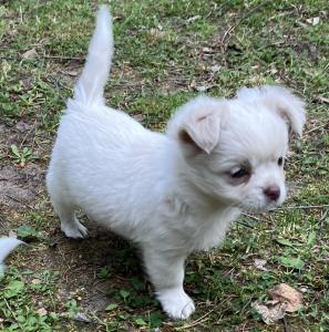 Süße Chihuahua-Welpen suchen ein Zuhause