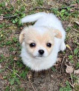 Süße Chihuahua-Welpen suchen ein Zuhause