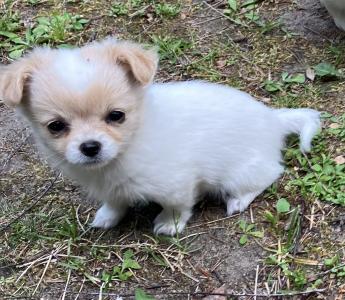 Süße Chihuahua-Welpen suchen ein Zuhause