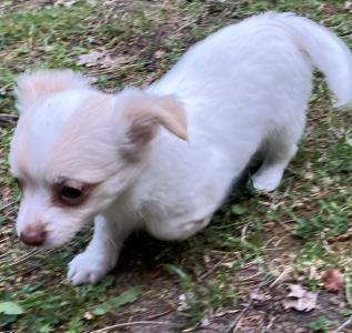 Süße Chihuahua-Welpen suchen ein Zuhause