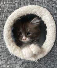 🐾 Wunderschöne Maine Coon x BKH Kitten abzugeben – ab 14. Mai bereit für ein liebevolles Zuhause! 🐾