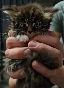 🐾 Wunderschöne Maine Coon x BKH Kitten abzugeben – ab 14. Mai bereit für ein liebevolles Zuhause! 🐾