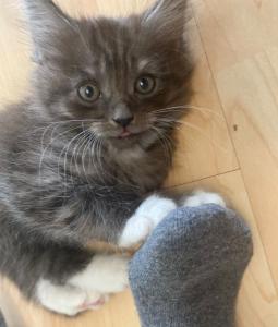 🐾 Wunderschöne Maine Coon x BKH Kitten abzugeben – ab 14. Mai bereit für ein liebevolles Zuhause! 🐾