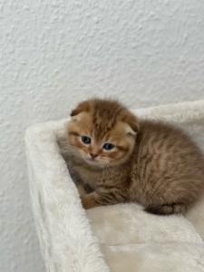 Kätzchen Scottish Fold
