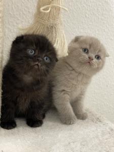 Kätzchen Scottish Fold