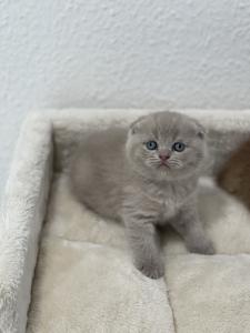 Kätzchen Scottish Fold