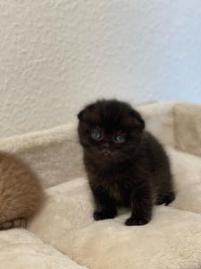 Kätzchen Scottish Fold