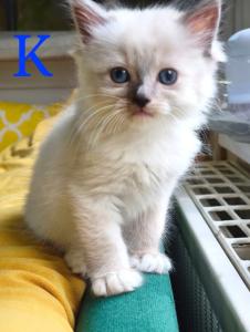 Reinrassige wunderschöne Ragdoll Kitten mit tief Blaue Augen