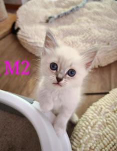 Reinrassige wunderschöne Ragdoll Kitten mit tief Blaue Augen