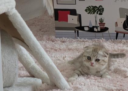 Kitten Kater