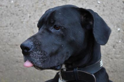 Zarte Dogge sucht neues Zuhause