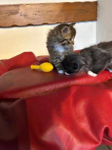 Zauberhafte Main-Coon (Glückskätzchen 3-farbig) sowie rot-weiß, und rot