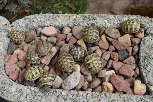 Griechische Landschildkröten THB NZ 2024