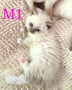 Reinrassige wunderschöne Ragdoll Kitten mit tief Blaue Augen