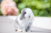 Minilop, Mini Lop, Zwergwidder, Zwergkaninchen, Kaninchen, Babys