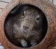 Degu