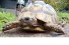 Junge Griechische Landschildkröten THB NZ 2024 mit Cites