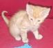 Maine Coon Mix Kätzchen suchen einen neuen Dosenöffner