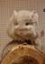 Zwei Chinchilla Böckchen (Royal Persian Angora) mit Käfig abzugeben