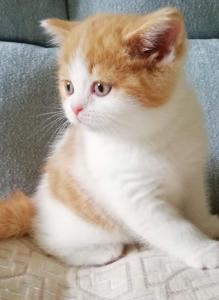 BKH Kitten Rot Weiss Britisch Kurzhaar Babys Mädchen Jungen