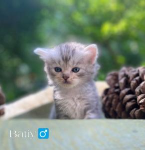 🐾 Zertifizierte Zucht 