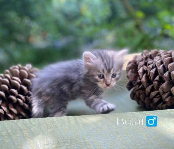 🐾 Zertifizierte Zucht 