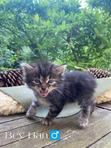 🐾 Zertifizierte Zucht 